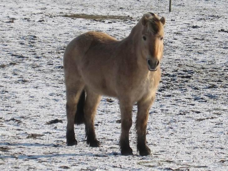 Fjordhest Tjalfe (på de evige græsmarker) - et lille vinter billede fra det nye sted  billede 10