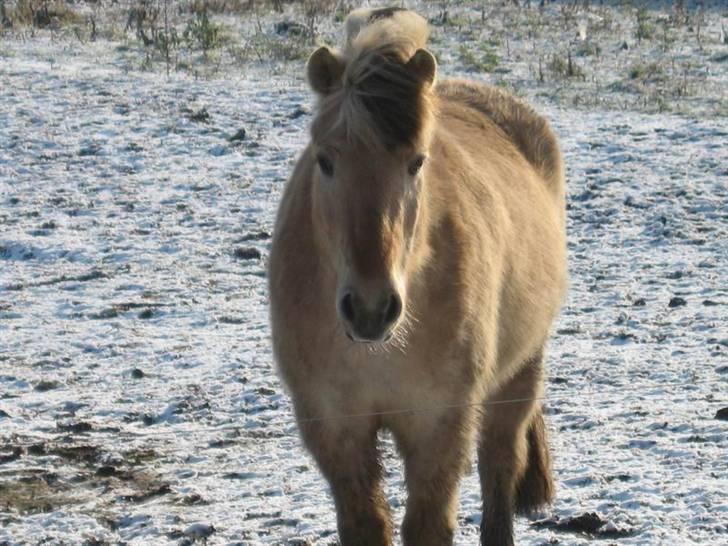 Fjordhest Tjalfe (på de evige græsmarker) - et lille vinter billede fra det nye sted  billede 8