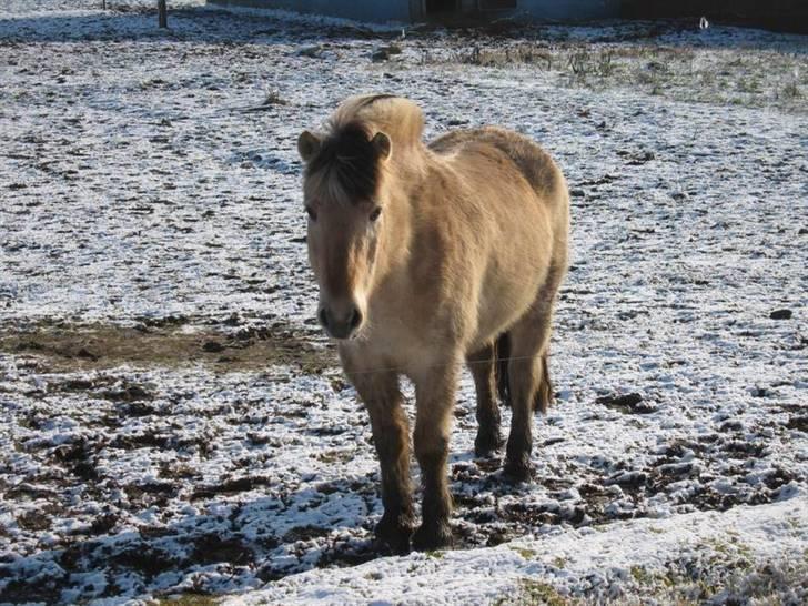 Fjordhest Tjalfe (på de evige græsmarker) - et lille vinter billede fra det nye sted  billede 9