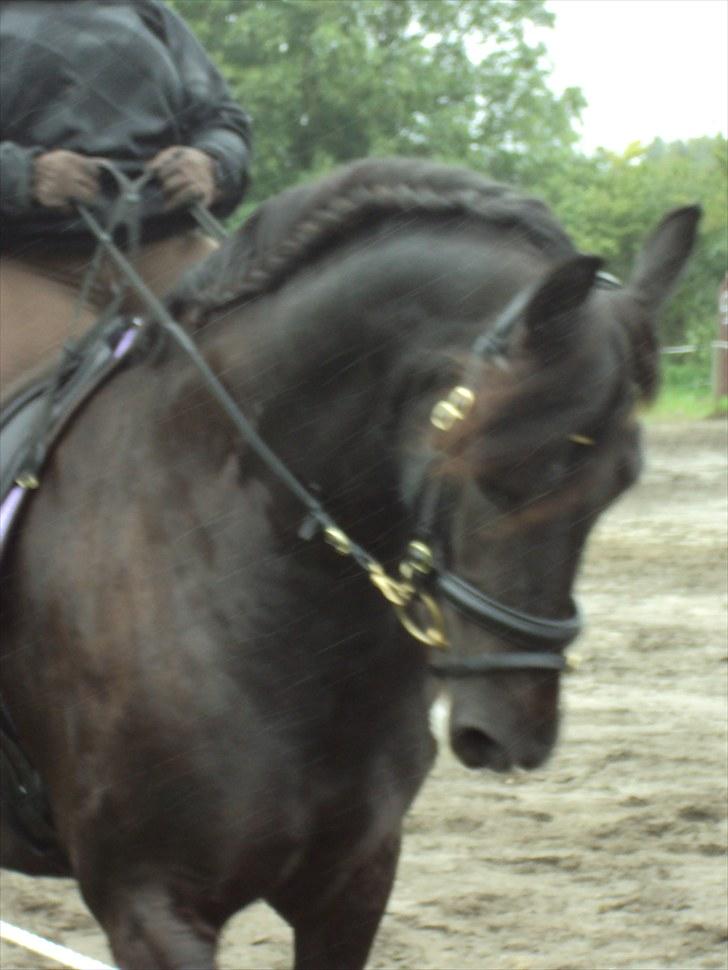 Frieser Nieske G billede 3