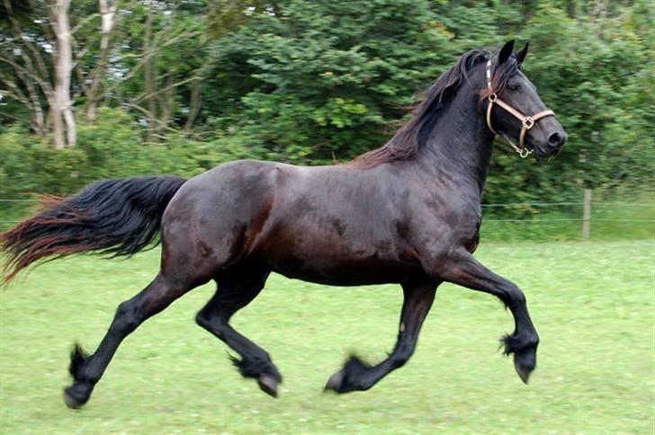 Frieser Nieske G billede 4