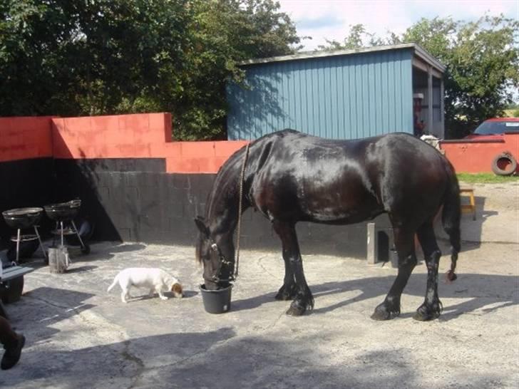 Frieser Nieske G billede 5