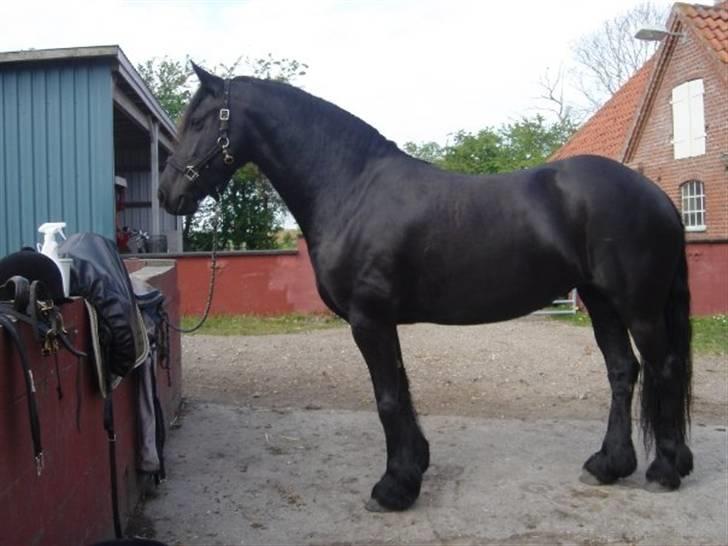 Frieser Nieske G billede 9