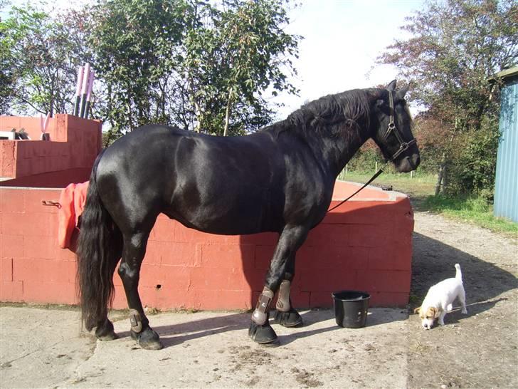 Frieser Nieske G billede 10