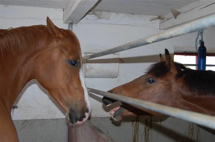 Hollandsk Varmblod Tina HL - Tina og vores gamle pinto hoppe, zindy :-) billede 25