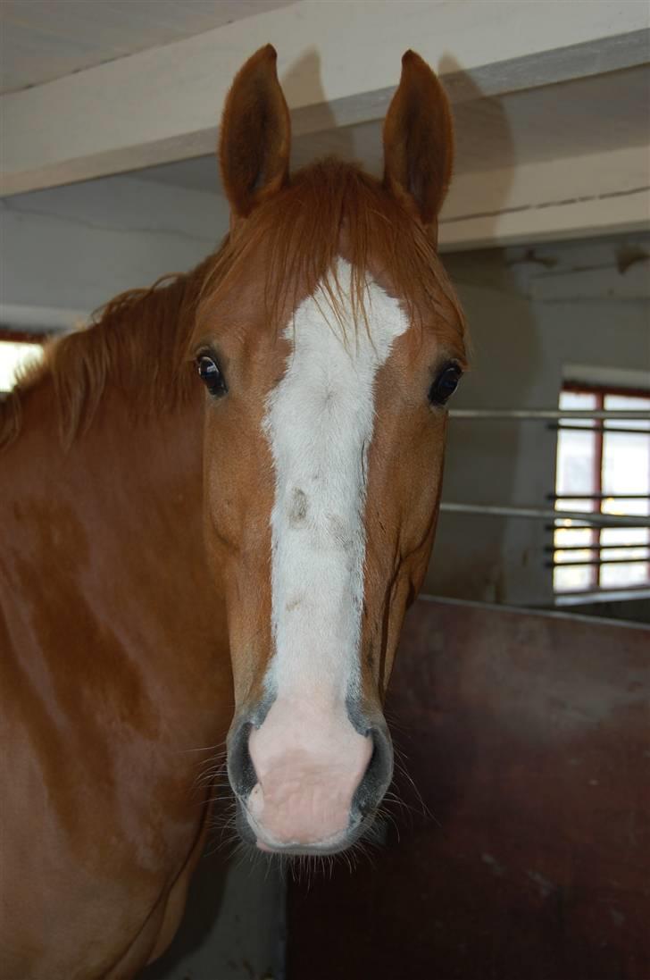 Hollandsk Varmblod Tina HL billede 19