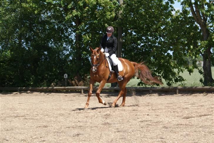 Dansk Varmblod Tequila Sunrise  - Tequila & jeg til stævne i galop - Foto: Mor billede 13