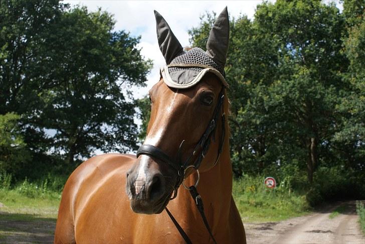 Dansk Varmblod Tequila Sunrise  - August 2010.. <3 Foto: NINNER <33333333 billede 14