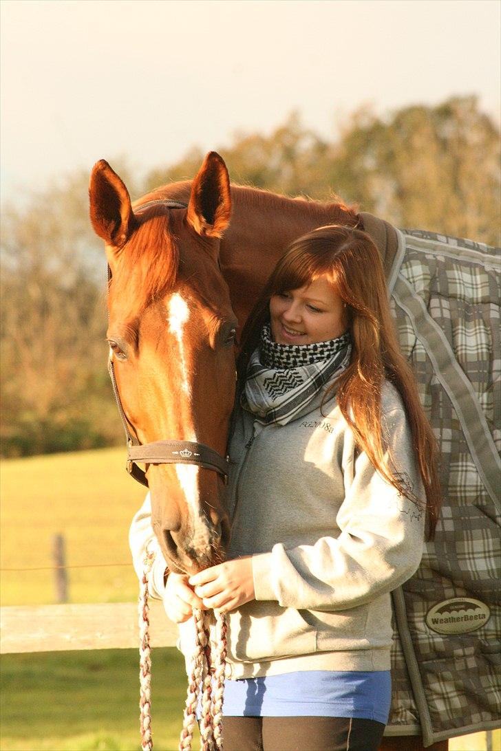 Dansk Varmblod Tequila Sunrise  - Untill death do us part, we´ll be together! Oktober 2010 Foto: Tanja billede 1