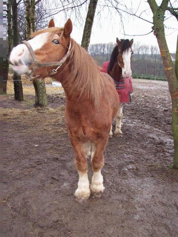 Irish Cob aidan billede 9