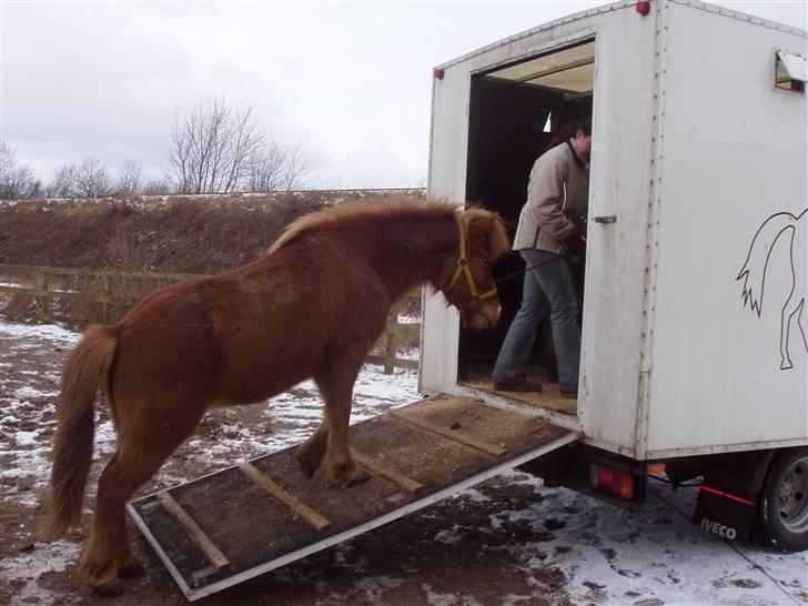 Islænder Assa fra Himlingøje - Assa skal ud og køre. billede 19