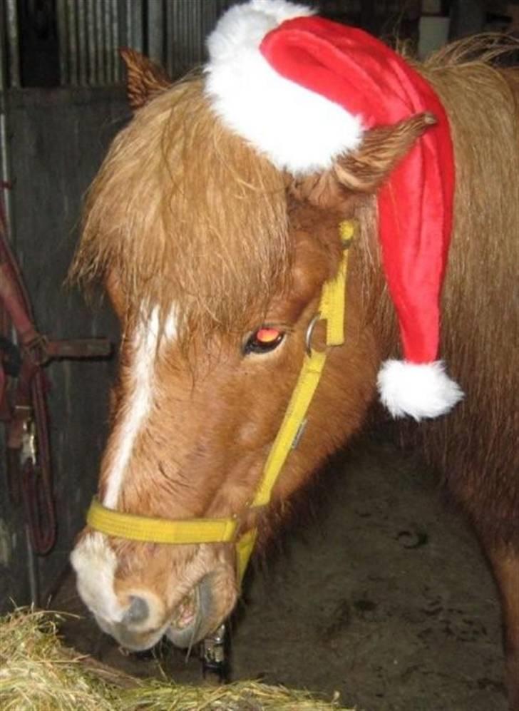 Islænder Assa fra Himlingøje - Min lille julepony. billede 20