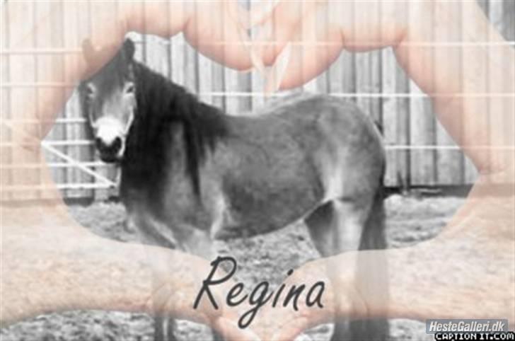 Nordsvensk Skovhest Baunehøj´s Regina billede 16