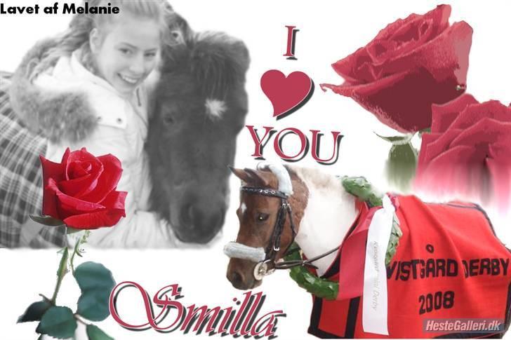 Shetlænder smilla *gamle part* <3 billede 10