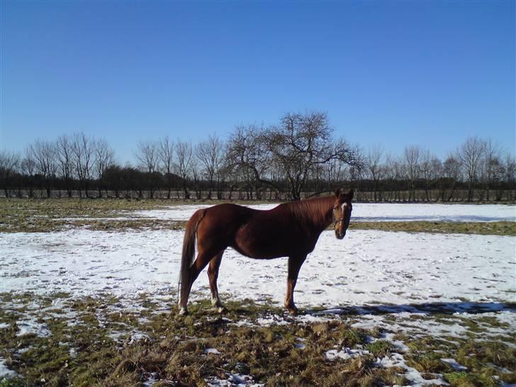 Anglo Araber (AA) Lille Daugårds Prinsesse (R.I.P) - Vinter 2009/2010 billede 5