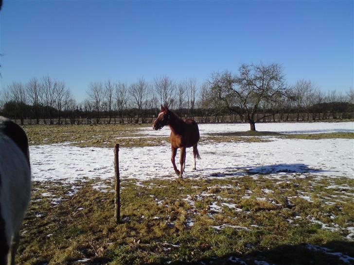 Anglo Araber (AA) Lille Daugårds Prinsesse (R.I.P) - Vinter 2009/2010 billede 7