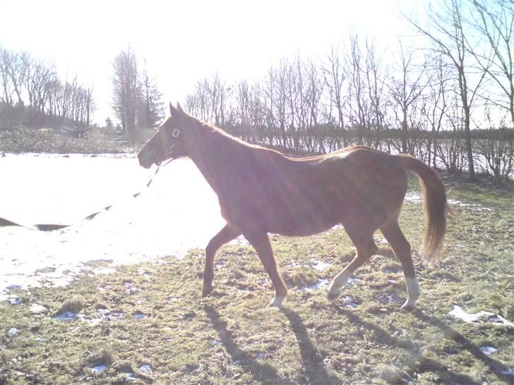 Anglo Araber (AA) Lille Daugårds Prinsesse (R.I.P) - Vinter 2009/2010 billede 8