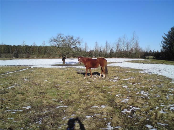 Anglo Araber (AA) Lille Daugårds Prinsesse (R.I.P) - Vinter 2009/2010 billede 10