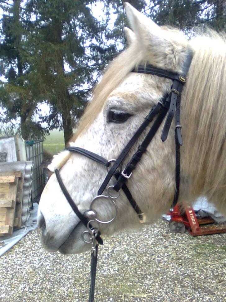 Anden særlig race Vilstrands Luffe billede 17