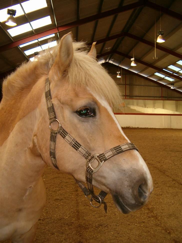 Anden særlig race Duchesse - Heej og velkommen til Duchesse´s profil :d billede 1
