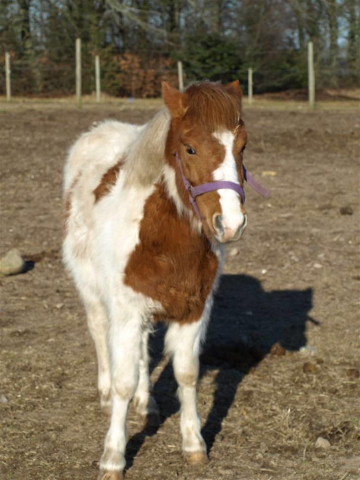 Anden særlig race lille john ¤solgt¤ billede 11
