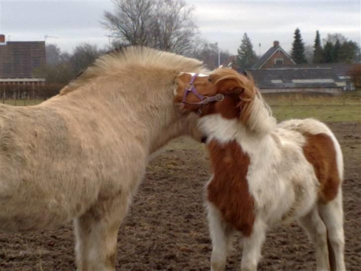 Anden særlig race lille john ¤solgt¤ billede 12