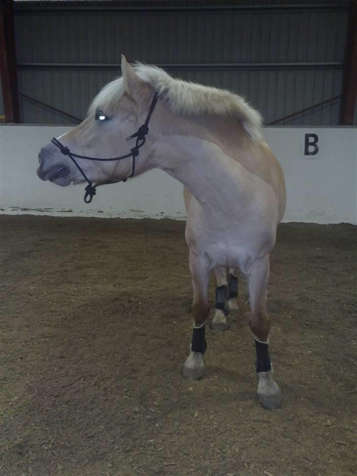 Anden særlig race Duchesse - Hehe :D Duchesse løs i ridehuset :D billede 8