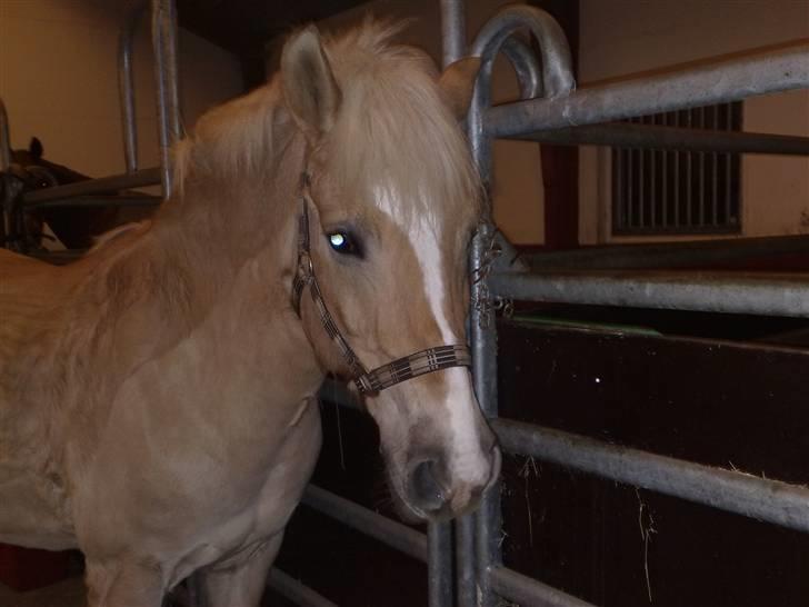 Anden særlig race Duchesse - Dejlig pony <3 billede 9