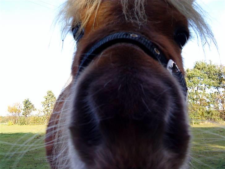 Shetlænder Sebek<33 billede 15