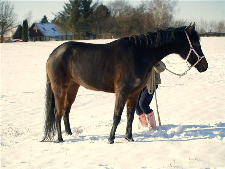 Hollandsk Sportspony AnneLies(solgt) billede 9