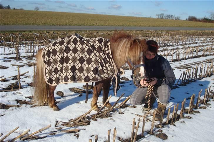 Shetlænder Sandbjerggårds Rasmus*Solgt* billede 10