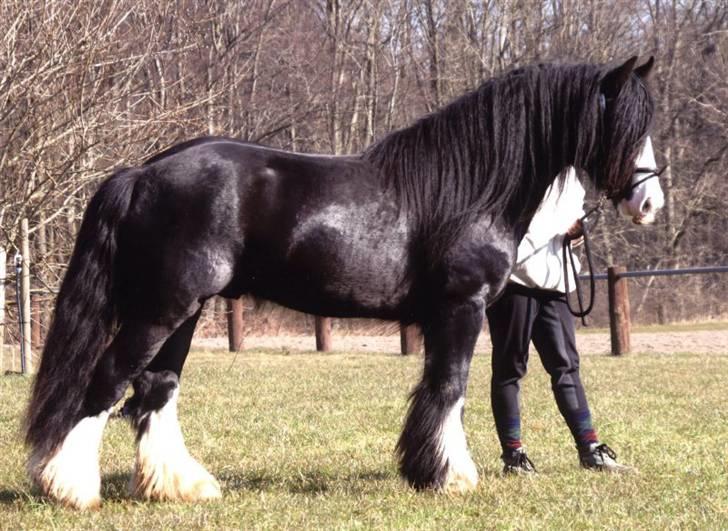 Tinker Kappelgaarden's Travis - Den smukke Travis er til kåring. billede 9