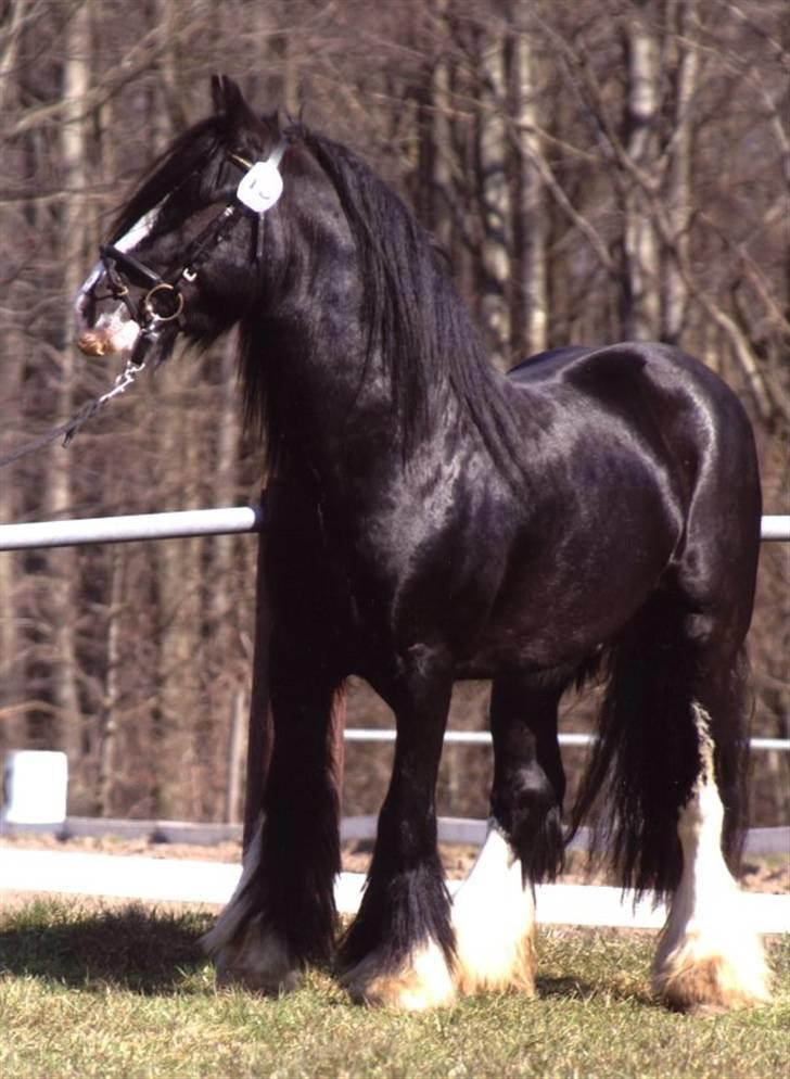 Tinker Kappelgaarden's Travis - Travis er til kåring. billede 10