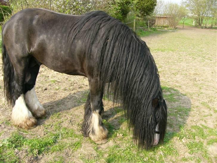 Tinker Kappelgaarden's Travis billede 15