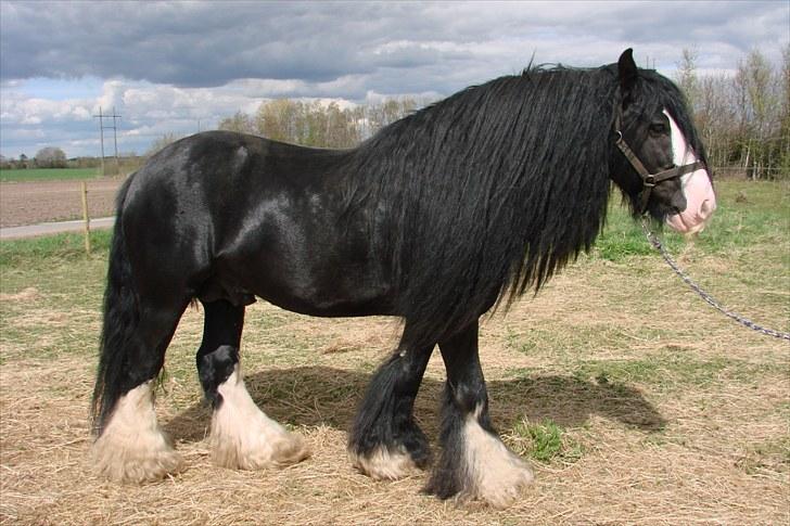 Tinker Kappelgaarden's Travis billede 16