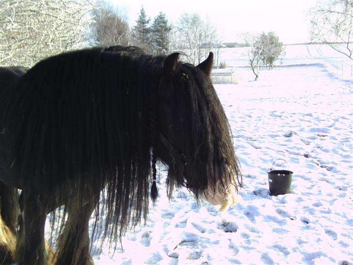 Tinker Kappelgaarden's Travis billede 17