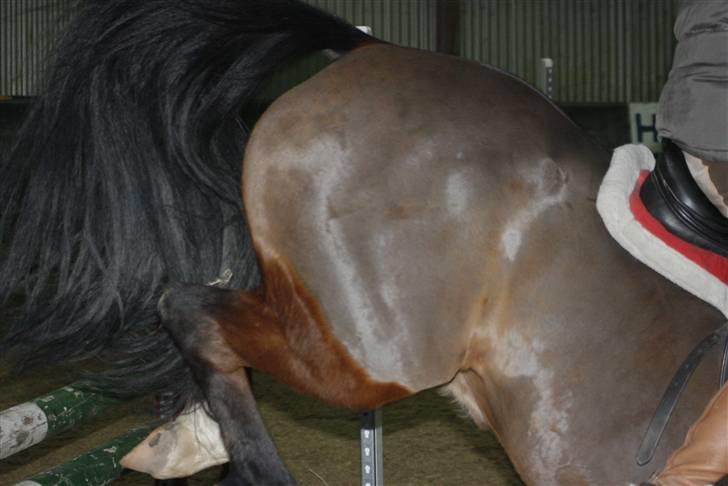 Anden særlig race Kissba - Ved det er et lidt mærkeligt billede men jeg syntes det er sejt. :) billede 7