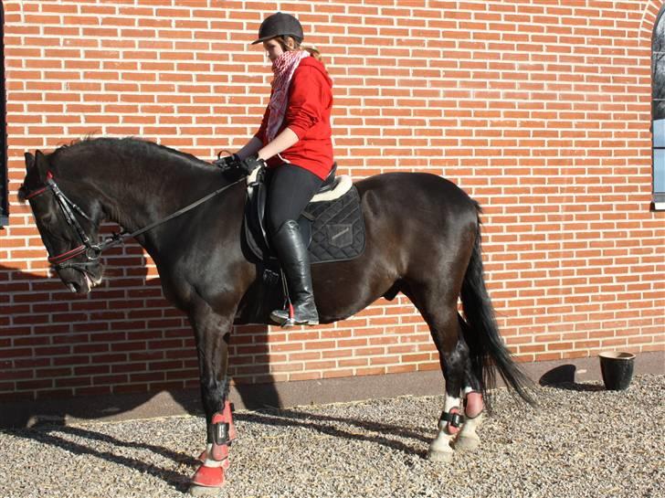 Dansk Varmblod Lady Hunter R.I.P :'( - Hunter, min smukke hest <3 billede 9