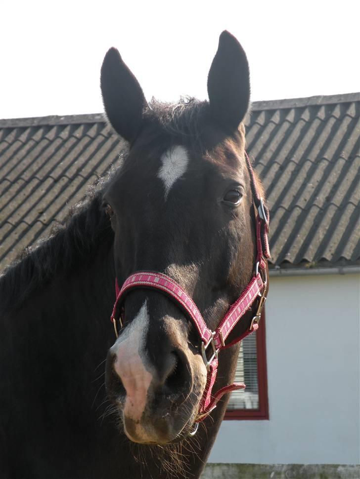 Dansk Varmblod Lady Hunter  - Du er sååå skøn billede 17