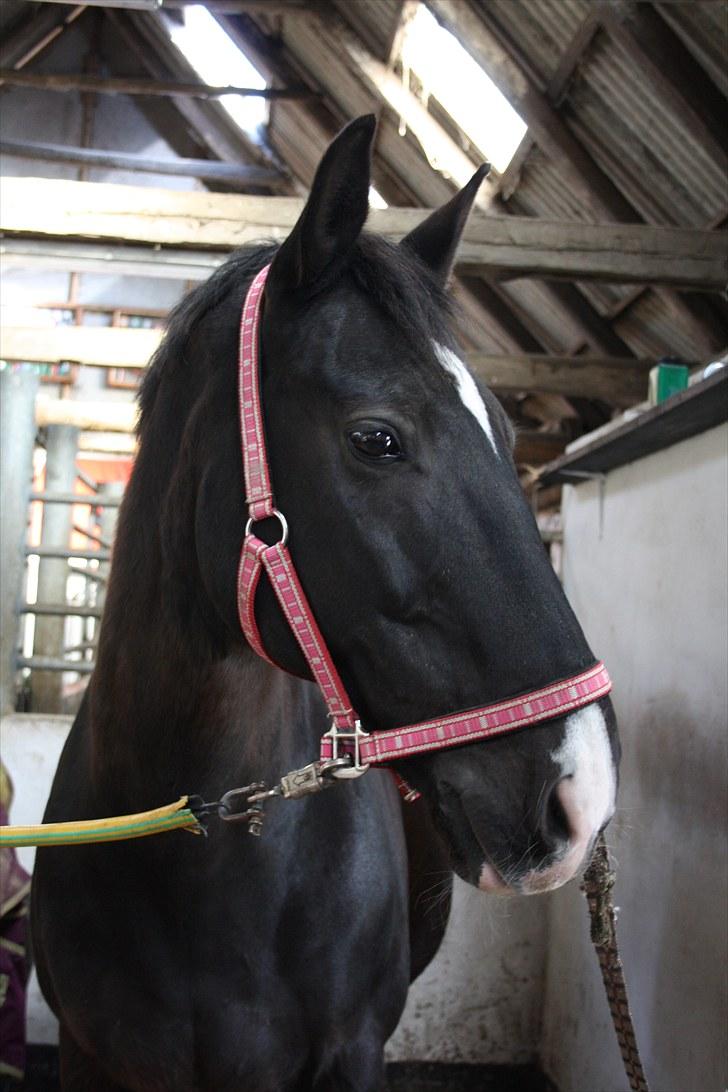 Dansk Varmblod Lady Hunter  - My Fat Boy - Ikke mere<3 billede 18