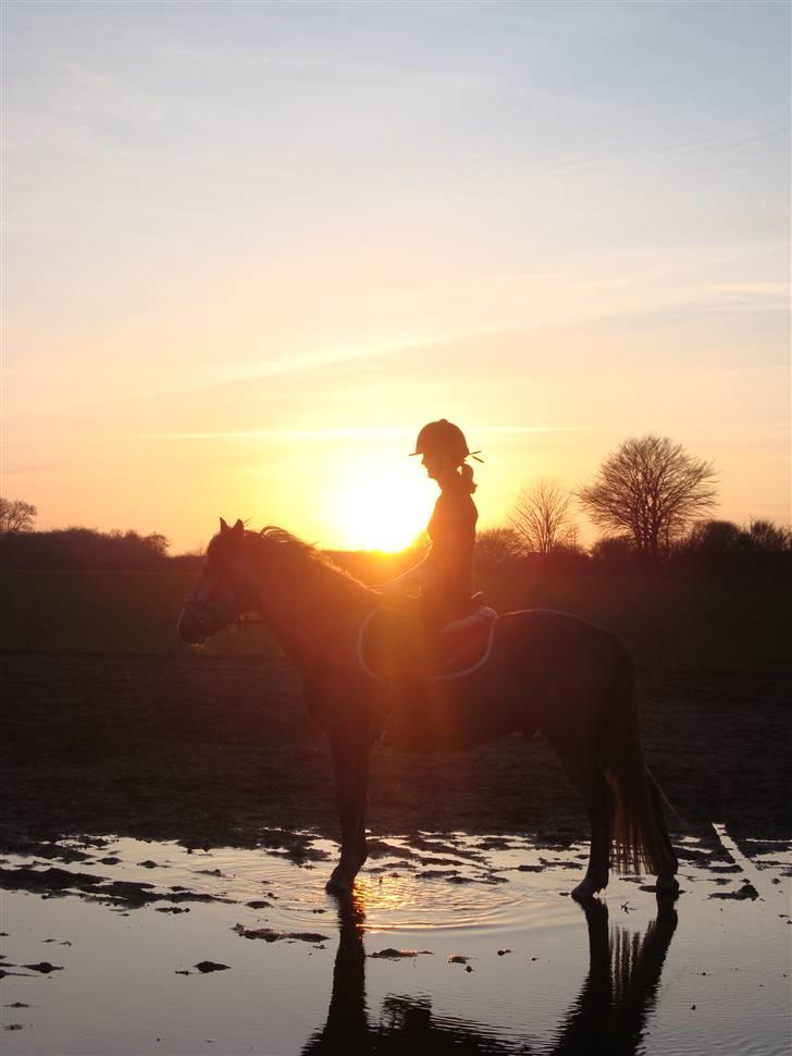 New Forest Elmholts Atlantis - Flot i solnedgang (: billede 9
