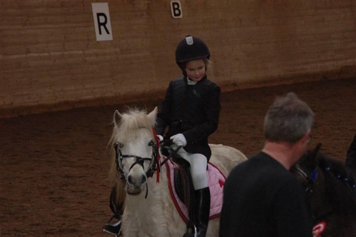 Welsh Pony (sec B) Pingo>R.I.P<savner dig † - primier billede 15