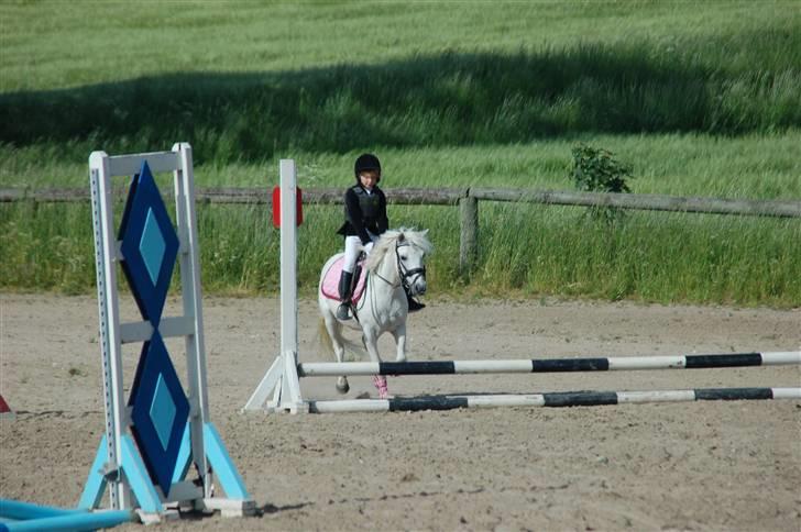 Welsh Pony (sec B) Pingo>R.I.P<savner dig † billede 16