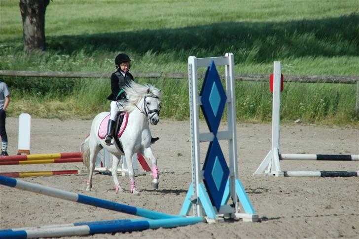 Welsh Pony (sec B) Pingo>R.I.P<savner dig † billede 17