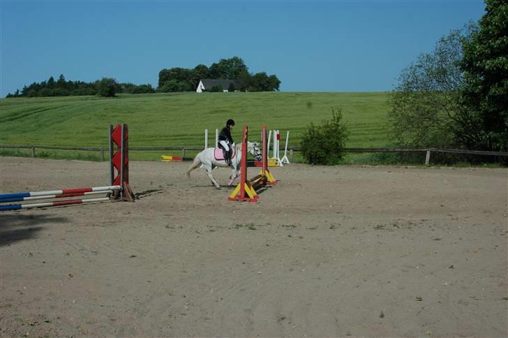 Welsh Pony (sec B) Pingo>R.I.P<savner dig † billede 18