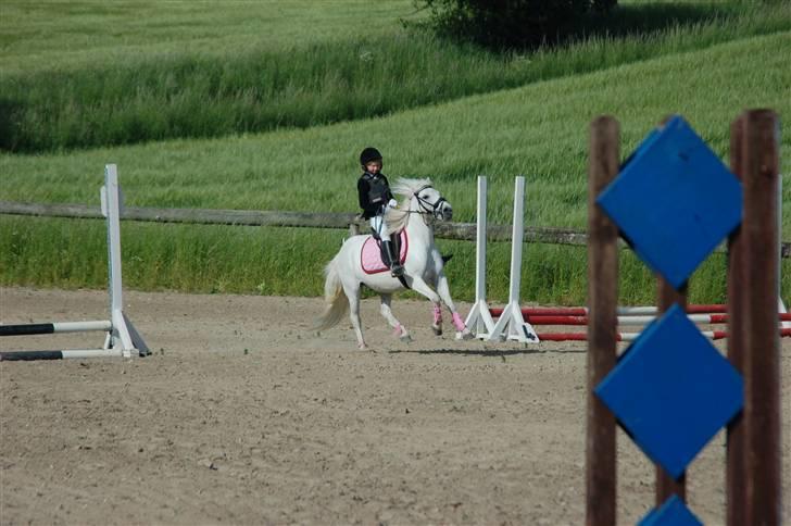Welsh Pony (sec B) Pingo>R.I.P<savner dig † billede 19