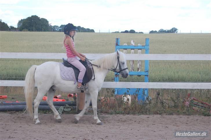 Welsh Pony (sec B) Pingo>R.I.P<savner dig † - mig der rider på pingo billede 20
