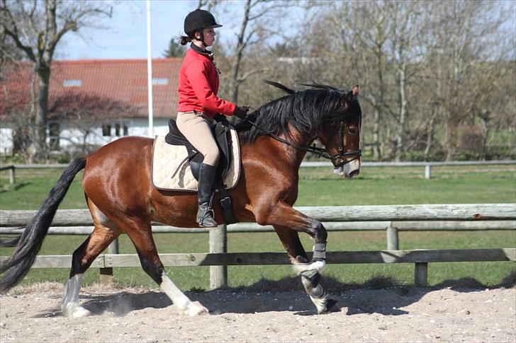 Welsh Cob (sec D) Mailunds Hadrian - tidligere hest! <3 billede 1