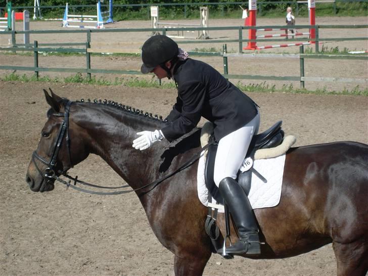 Dansk Varmblod Fie  billede 16