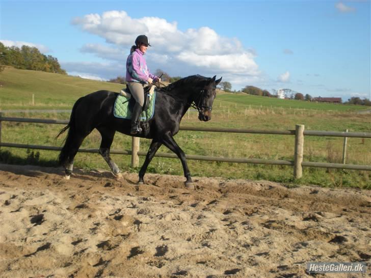 Dansk Varmblod Fie  - Træning(; billede 17